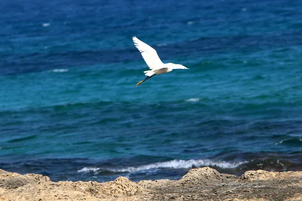 Héron Blanc Sur Les Rives Mer Méditerranée Israël Capture Petits — Photo