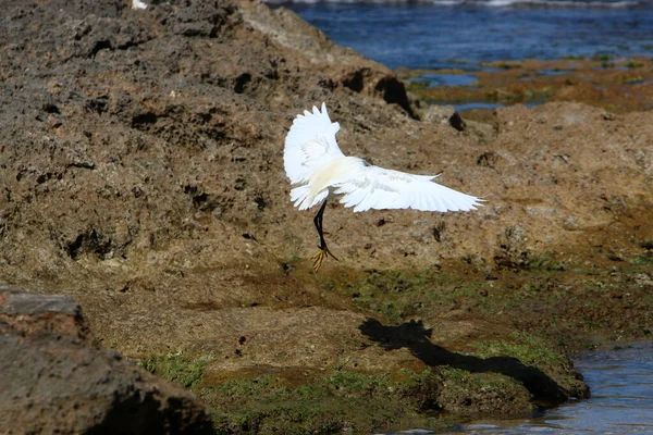 White Heron Shores Mediterranean Sea Israel Catches Small Fish — Stock Photo, Image