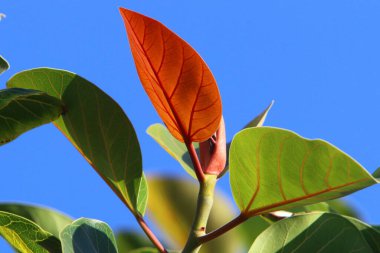 Şehir parkındaki bir ağaçtaki yapraklar güneş ışınlarıyla aydınlatılıyor. İsrail 'de sıcak yaz 