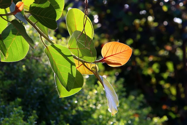 朝の太陽の光に照らされた都市公園の木の上に葉 イスラエルの暑い夏 — ストック写真