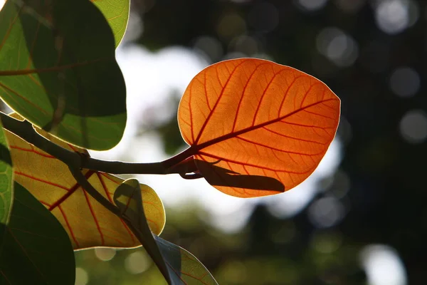 Şehir Parkındaki Bir Ağaçtaki Yapraklar Güneş Işınlarıyla Aydınlatılıyor Srail Sıcak — Stok fotoğraf
