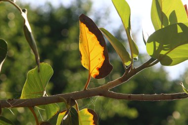 Şehir parkındaki bir ağaçtaki yapraklar güneş ışınlarıyla aydınlatılıyor. İsrail 'de sıcak yaz 