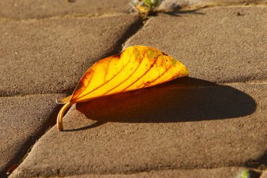 Şehir parkındaki bir ağaçtaki yapraklar güneş ışınlarıyla aydınlatılıyor. İsrail 'de sıcak yaz 