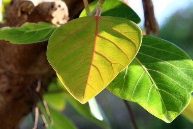 Şehir parkındaki bir ağaçtaki yapraklar güneş ışınlarıyla aydınlatılıyor. İsrail 'de sıcak yaz 