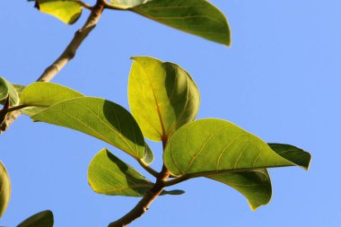 Şehir parkındaki bir ağaçtaki yapraklar güneş ışınlarıyla aydınlatılıyor. İsrail 'de sıcak yaz 