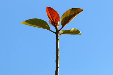 Şehir parkındaki bir ağaçtaki yapraklar güneş ışınlarıyla aydınlatılıyor. İsrail 'de sıcak yaz 