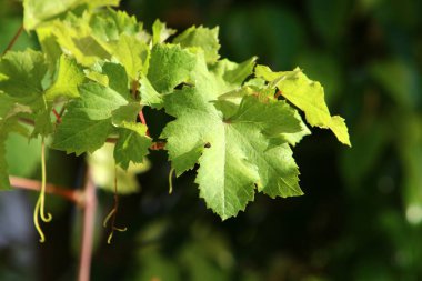 Şehir parkındaki bir ağaçtaki yapraklar güneş ışınlarıyla aydınlatılıyor. İsrail 'de sıcak yaz 