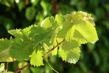 Şehir parkındaki bir ağaçtaki yapraklar güneş ışınlarıyla aydınlatılıyor. İsrail 'de sıcak yaz 