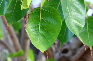 Şehir parkındaki bir ağaçtaki yapraklar güneş ışınlarıyla aydınlatılıyor. İsrail 'de sıcak yaz 