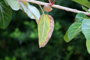 Şehir parkındaki bir ağaçtaki yapraklar güneş ışınlarıyla aydınlatılıyor. İsrail 'de sıcak yaz 