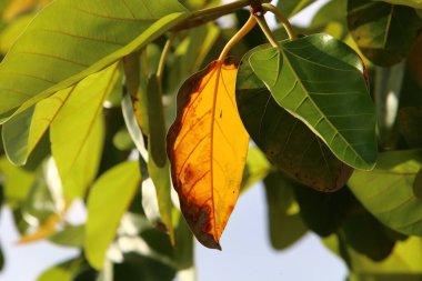 Şehir parkındaki bir ağaçtaki yapraklar güneş ışınlarıyla aydınlatılıyor. İsrail 'de sıcak yaz 