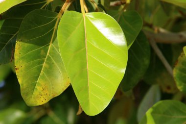 Şehir parkındaki bir ağaçtaki yapraklar güneş ışınlarıyla aydınlatılıyor. İsrail 'de sıcak yaz 
