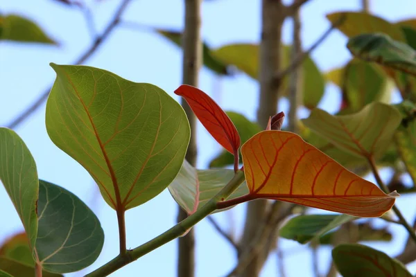 Blätter Auf Einem Baum Einem Stadtpark Der Von Den Strahlen — Stockfoto