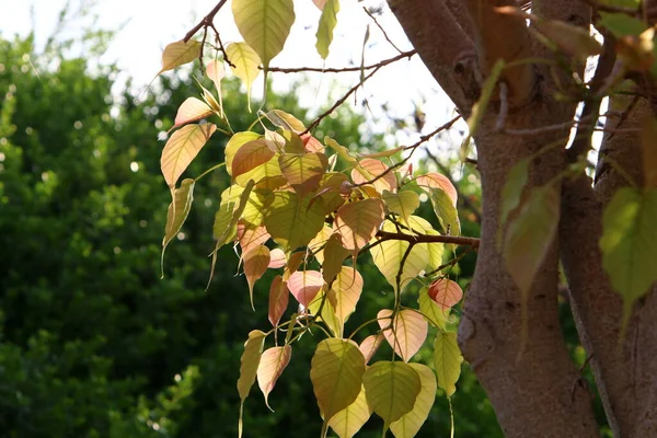 Folhas Uma Árvore Parque Cidade Iluminado Pelos Raios Sol Manhã — Fotografia de Stock