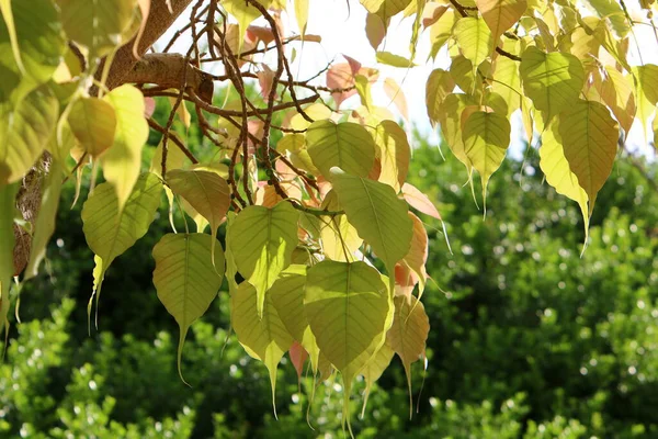 Feuilles Sur Arbre Dans Parc Municipal Éclairé Par Les Rayons — Photo