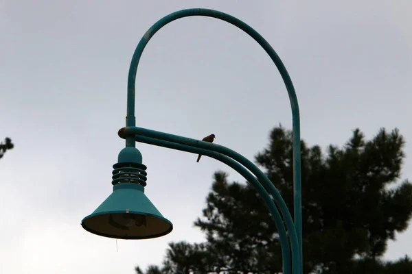 Elektromos Lámpa Telepítve Egy Városi Parkban Észak Izrael — Stock Fotó