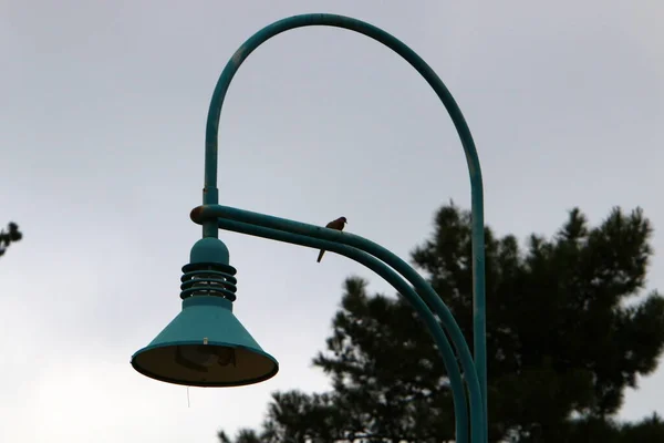 Elektrische Lamp Geïnstalleerd Een Stadspark Het Noorden Van Israël — Stockfoto