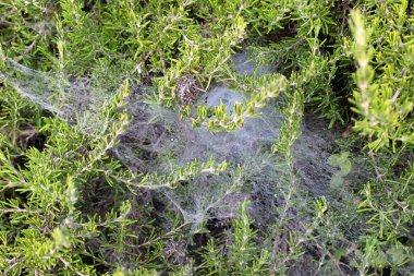 Yoğun çimenlerde bir örümcek ağı. İsrail 'de sıcak yaz 