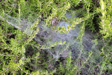 Yoğun çimenlerde bir örümcek ağı. İsrail 'de sıcak yaz 