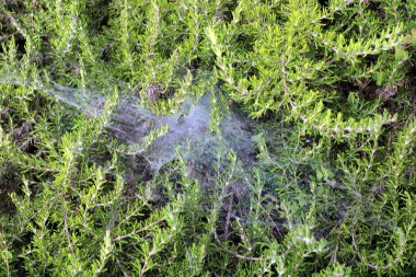Yoğun çimenlerde bir örümcek ağı. İsrail 'de sıcak yaz 