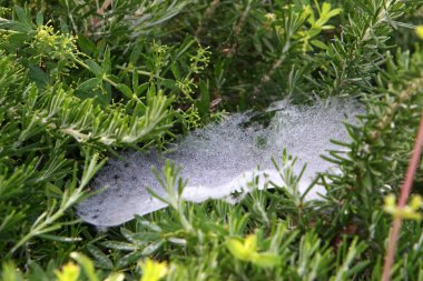 Yoğun çimenlerde bir örümcek ağı. İsrail 'de sıcak yaz 