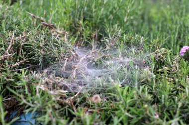 Yoğun çimenlerde bir örümcek ağı. İsrail 'de sıcak yaz 