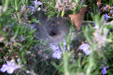 Yoğun çimenlerde bir örümcek ağı. İsrail 'de sıcak yaz 