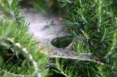 Yoğun çimenlerde bir örümcek ağı. İsrail 'de sıcak yaz 