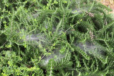 Yoğun çimenlerde bir örümcek ağı. İsrail 'de sıcak yaz 