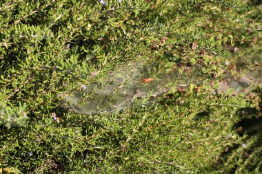 Yoğun çimenlerde bir örümcek ağı. İsrail 'de sıcak yaz 
