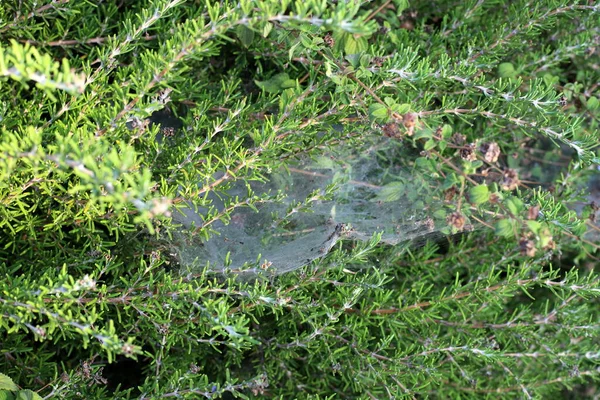 Filet Pêche Araignée Dans Herbe Dense Été Chaud Israël — Photo