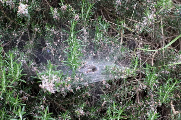 Een Spinnennet Dicht Gras Hete Zomer Israël — Stockfoto