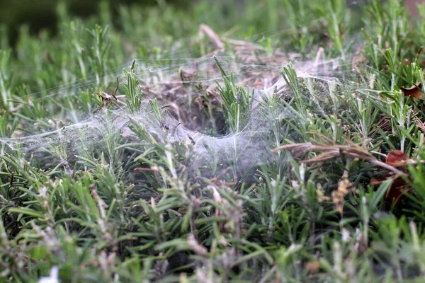 Filet Pêche Araignée Dans Herbe Dense Été Chaud Israël — Photo