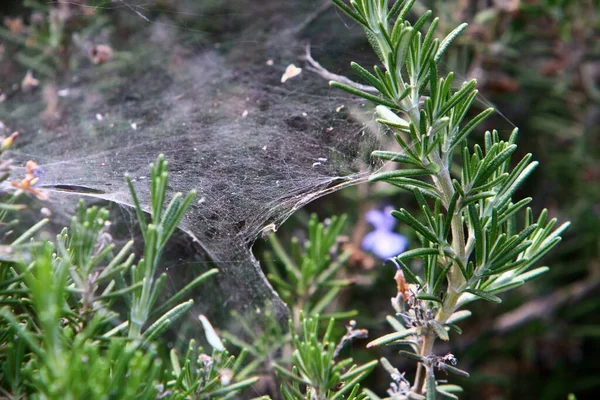 Uma Rede Pesca Aranha Grama Densa Verão Quente Israel — Fotografia de Stock