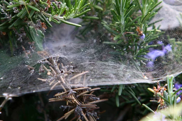 Uma Rede Pesca Aranha Grama Densa Verão Quente Israel — Fotografia de Stock