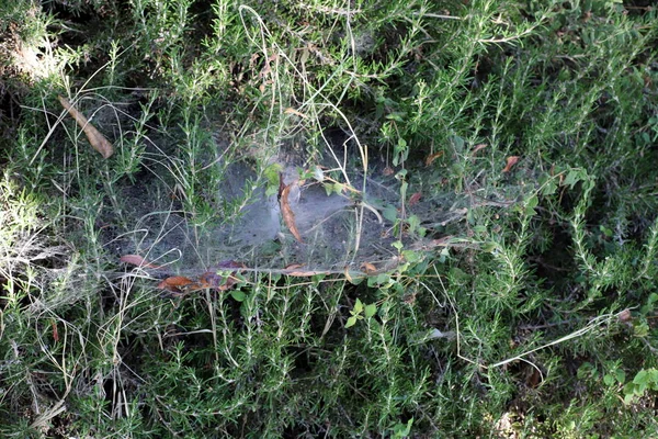 Filet Pêche Araignée Dans Herbe Dense Été Chaud Israël — Photo