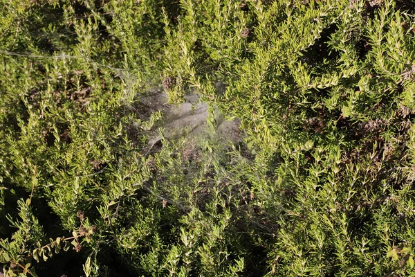 Spider Fishing Net Dense Grass Hot Summer Israel — Stock Photo, Image
