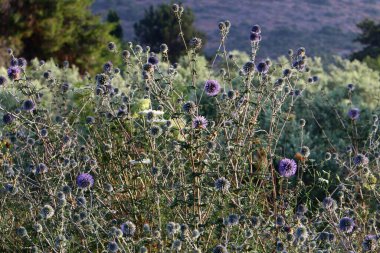 İsrail 'de bir şehir parkında devedikeni çiçek açıyor. 