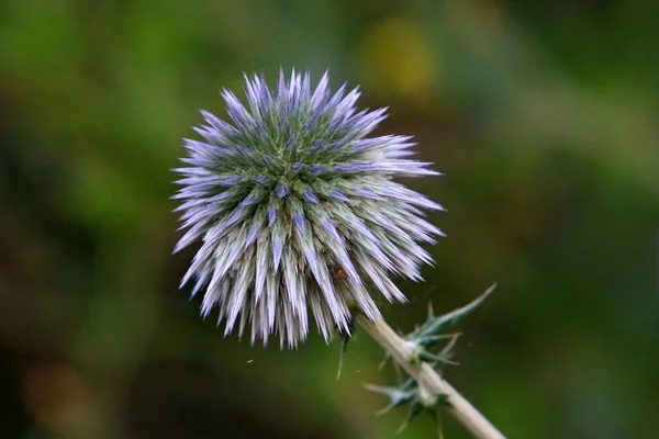 Thistle Ανθίζει Ένα Πάρκο Της Πόλης Στο Ισραήλ — Φωτογραφία Αρχείου