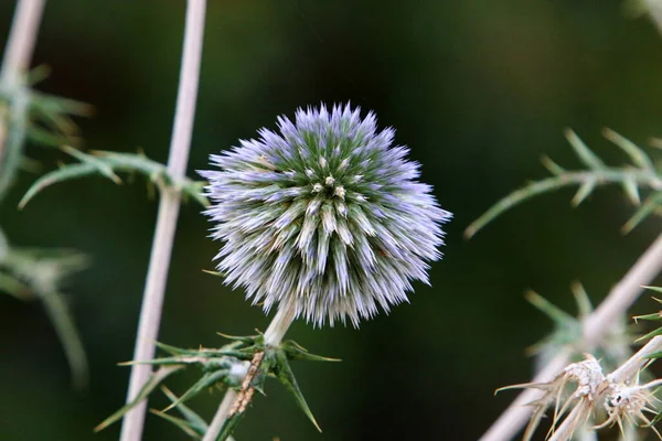 Thistle Blooms City Park Israel — Stock Photo, Image
