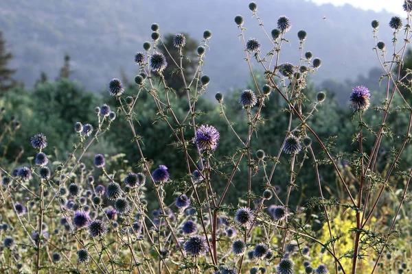 Distel Bloeit Een Stadspark Israël — Stockfoto