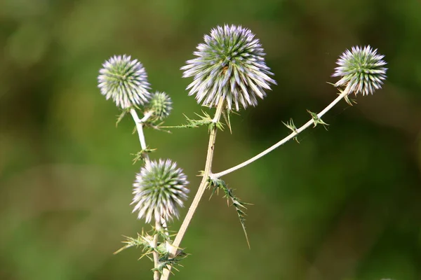 Thistle Ανθίζει Ένα Πάρκο Της Πόλης Στο Ισραήλ — Φωτογραφία Αρχείου