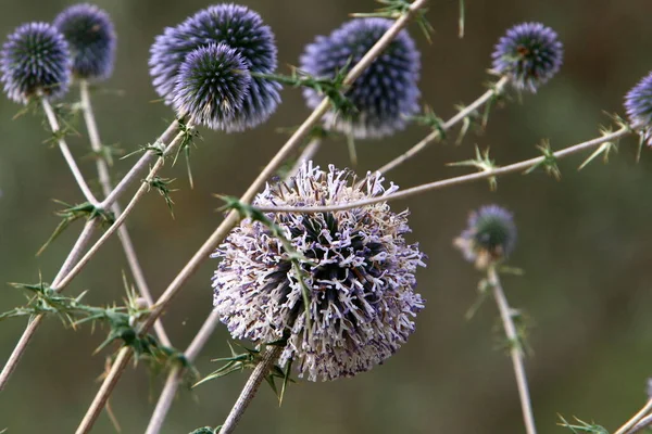 Thistle Ανθίζει Ένα Πάρκο Της Πόλης Στο Ισραήλ — Φωτογραφία Αρχείου