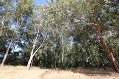 Kuzey İsrail 'deki bir şehir parkında yüksek okaliptüs ağaçları büyüdü. İsrail 'de sıcak yaz 