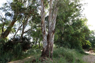 Kuzey İsrail 'deki bir şehir parkında yüksek okaliptüs ağaçları büyüdü. İsrail 'de sıcak yaz 