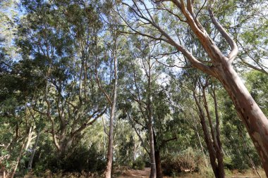Kuzey İsrail 'deki bir şehir parkında yüksek okaliptüs ağaçları büyüdü. İsrail 'de sıcak yaz 
