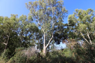 Kuzey İsrail 'deki bir şehir parkında yüksek okaliptüs ağaçları büyüdü. İsrail 'de sıcak yaz 
