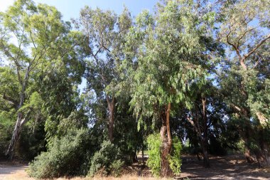 Kuzey İsrail 'deki bir şehir parkında yüksek okaliptüs ağaçları büyüdü. İsrail 'de sıcak yaz 