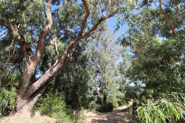 Kuzey İsrail 'deki bir şehir parkında yüksek okaliptüs ağaçları büyüdü. İsrail 'de sıcak yaz 