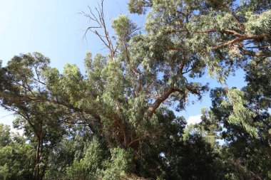 Kuzey İsrail 'deki bir şehir parkında yüksek okaliptüs ağaçları büyüdü. İsrail 'de sıcak yaz 